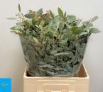 Eucalyptus polyanthemo